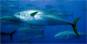 A school of tuna fish.