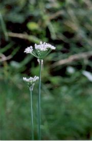 Chinesechives