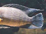 Tilapia
