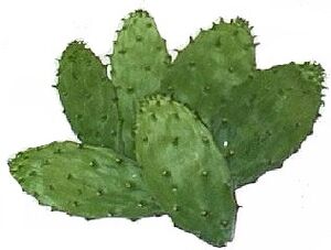 Nopales