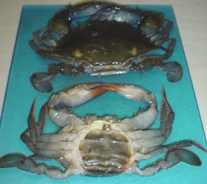 Soft-ShellCrab