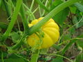 Squash.jpg