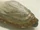 Soft-shell clam