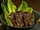 Gyutan: Grilled Tongue
