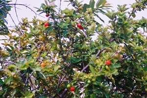 Acerola