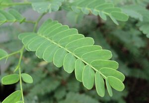 Tamarind leaf