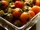 Yellow Pear and Cherry Tomato Salad