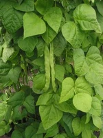 Fresh cannellini bean
