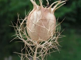 Nigella