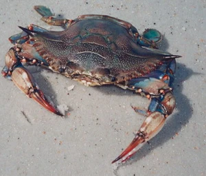 Blue Crab