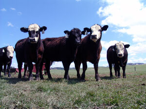 2007-08-20-Cattle