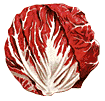 Radicchio