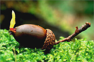 Acorn