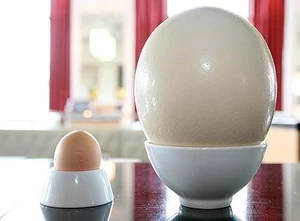 Ostrich egg with chicken egg
