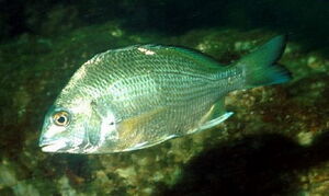 Bream