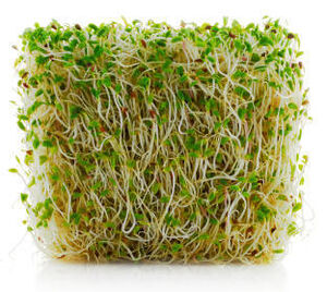 Alfalfa sprouts