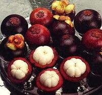 Mangosteen