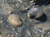 Cockles