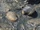 Cockles