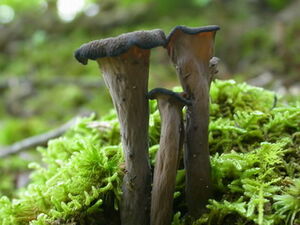 BlackTrumpetMushroom