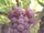 Delaware grape
