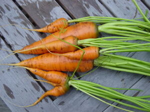 Carrots