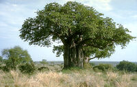 Baobab