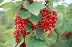 Currants