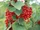 Currant