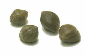 Capers