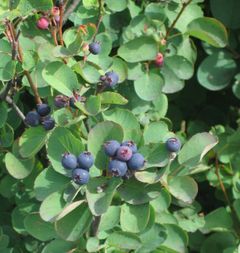 Juneberry Recipes Wiki Fandom Juneberry Recipes Wiki Fandom
