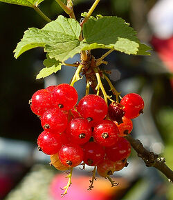 Bright red currants in the garden