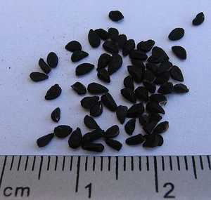 Black cumin seeds