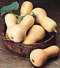 Butternut