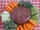 Black Bean Dip with Veggies