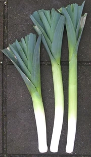 winter leeks