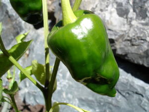 Poblano pepper