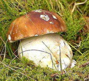 Boletus