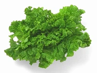 Leaf lettuce