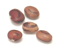 Eye of the goat bean