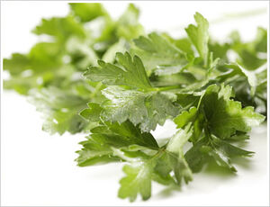 Italian parsley