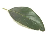 Avocado leaf