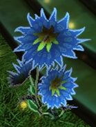 Sky Blossom Plant