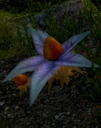 Unwatered Wild Evenroot