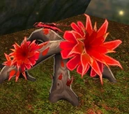 Bloodroot Plant.jpg (35 KB) Another unharvested Bloodroot