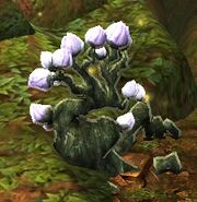 Scarwood Tree.jpg (29 KB) Scarwood Tree