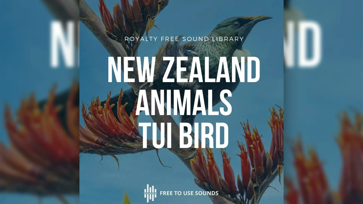 freetousesounds BIRDSong_Bird, Song, Tui Bird, Clicks, Cackles
