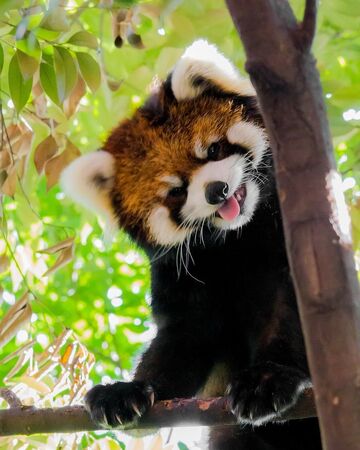 Malaya Panda Krasnaya Kniga Viki Fandom