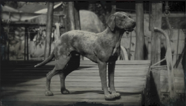 Catahoula (RDR2)