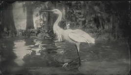 Czapla Nadobna (RDR2)